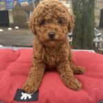 Vian-male-toy-poodle-puppy-for-sale-1 (2)