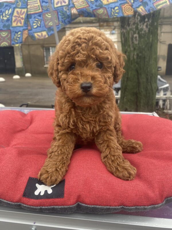Vian Toy Poodle Vian Toy Poodle