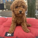 Vian-male-toy-poodle-puppy-for-sale-1 (3)
