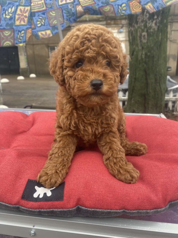Vian Toy Poodle Vian Toy Poodle