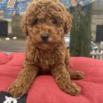 Vian-male-toy-poodle-puppy-for-sale-1 (4)