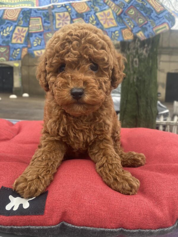 Vian Toy Poodle Vian Toy Poodle