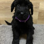 Violet-female-giant-schnauzer-puppy-for-sale-1 (1)