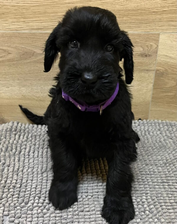 Violet Giant Schnauzer Violet Giant Schnauzer