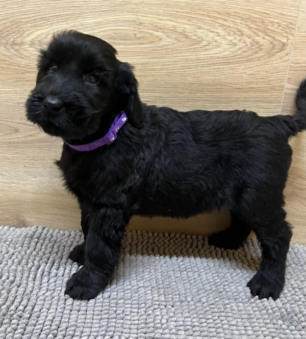 Violet Giant Schnauzer Violet Giant Schnauzer