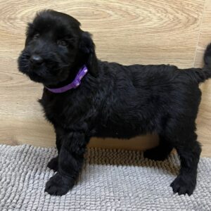 Violet Giant Schnauzer Violet Giant Schnauzer