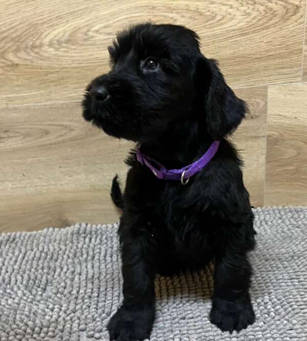 Violet Giant Schnauzer Violet Giant Schnauzer