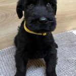 Virginia-female-giant-schnauzer-puppy-for-sale-1 (1)