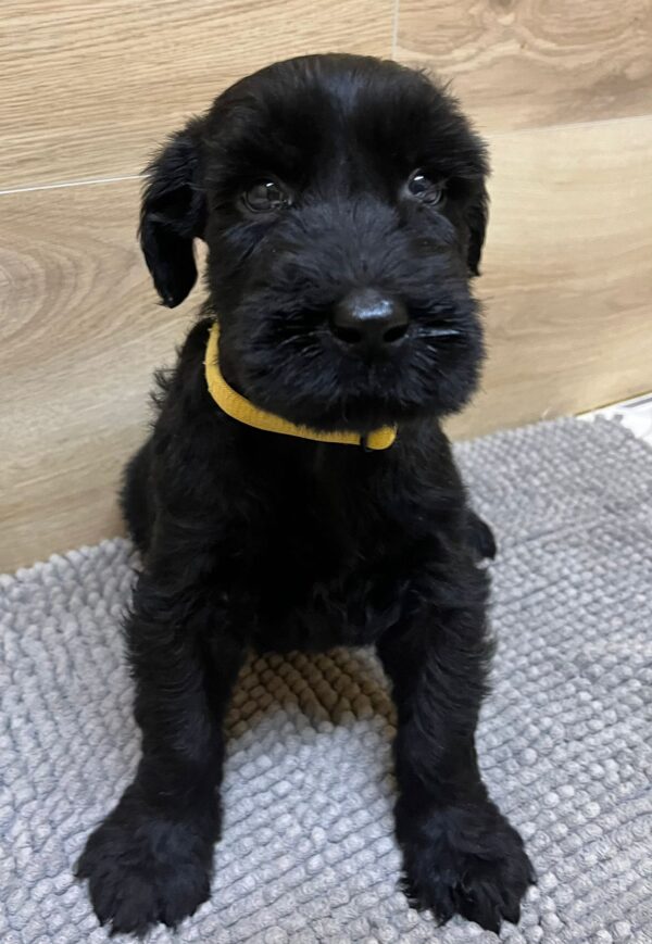 Virginia Giant Schnauzer Virginia Giant Schnauzer