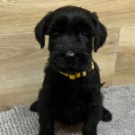 Virginia-female-giant-schnauzer-puppy-for-sale-1 (2)