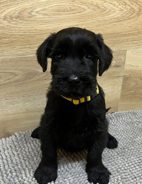 Virginia Giant Schnauzer Virginia Giant Schnauzer