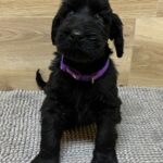 Virginia-female-giant-schnauzer-puppy-for-sale-1 (3)