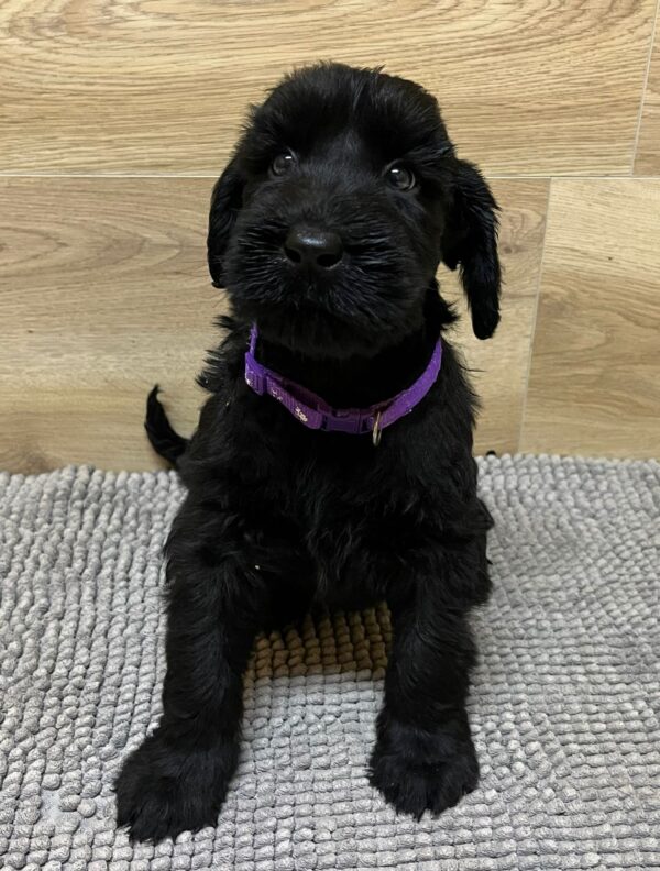 Virginia Giant Schnauzer Virginia Giant Schnauzer