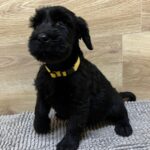 Virginia-female-giant-schnauzer-puppy-for-sale-1 (4)