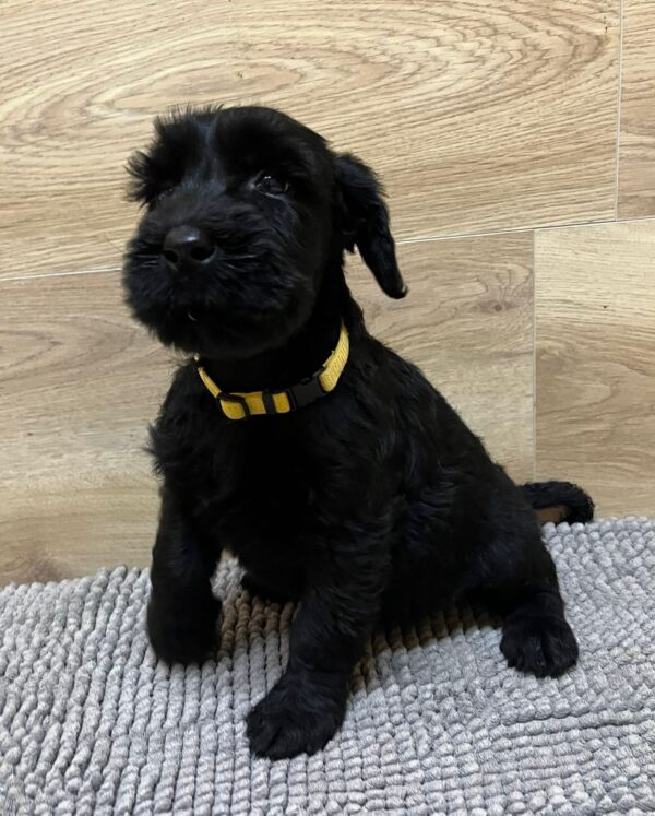 Virginia Giant Schnauzer Virginia Giant Schnauzer