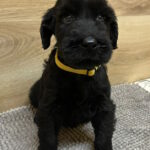 Virginia-female-giant-schnauzer-puppy-for-sale-1 (5)