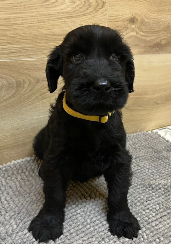 Virginia Giant Schnauzer Virginia Giant Schnauzer