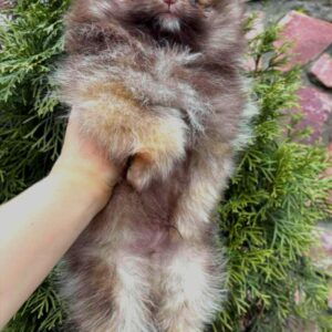 Vocs Pomeranian Vocs Pomeranian