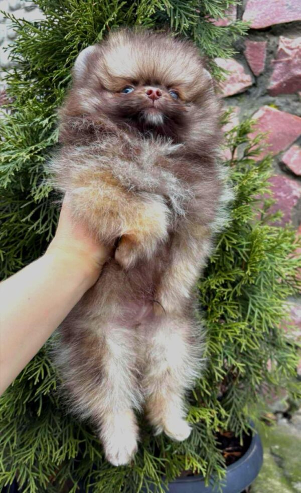 Vocs Pomeranian Vocs Pomeranian