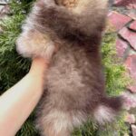 Vocs-male-Pomeranian-puppy-for-sale-2
