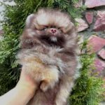 Vocs-male-Pomeranian-puppy-for-sale-3