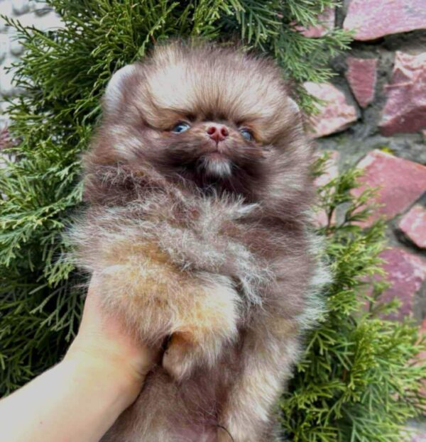 Vocs Pomeranian Vocs Pomeranian