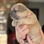 Wexa-female-French-bulldog-puppy-for-sale-1