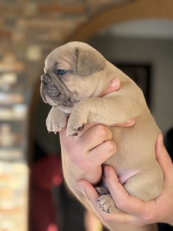 Wexa French Bulldog Wexa French Bulldog