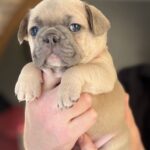 Wexa-female-French-bulldog-puppy-for-sale-2