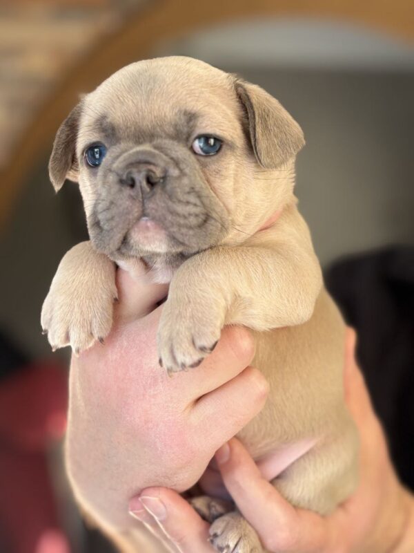 Wexa French Bulldog Wexa French Bulldog