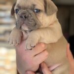 Wexa-female-French-bulldog-puppy-for-sale-3