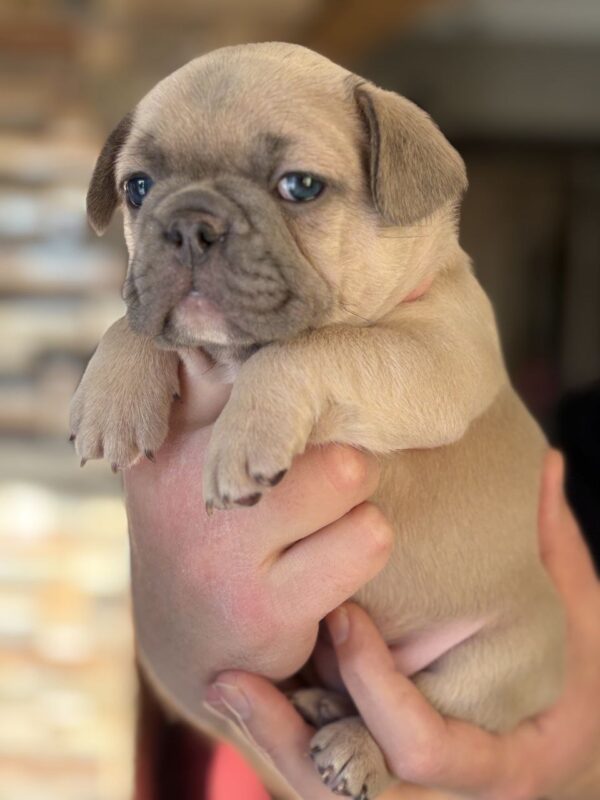 Wexa French Bulldog Wexa French Bulldog