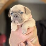 Wexa-female-French-bulldog-puppy-for-sale-4