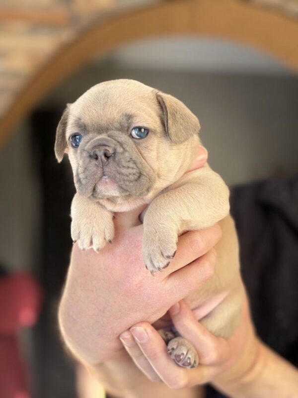 Wexa French Bulldog Wexa French Bulldog