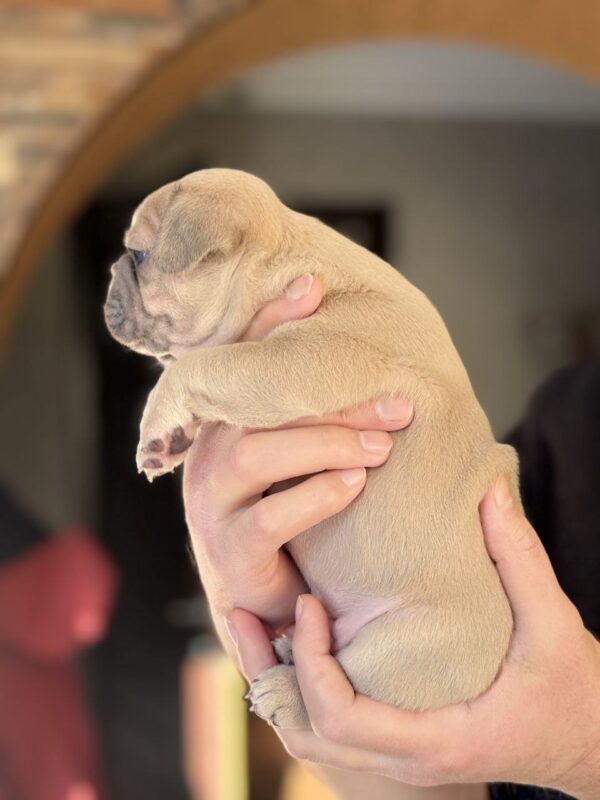 Wexa French Bulldog Wexa French Bulldog