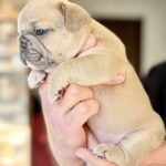 Winka-female-French-bulldog-puppy-for-sale-3