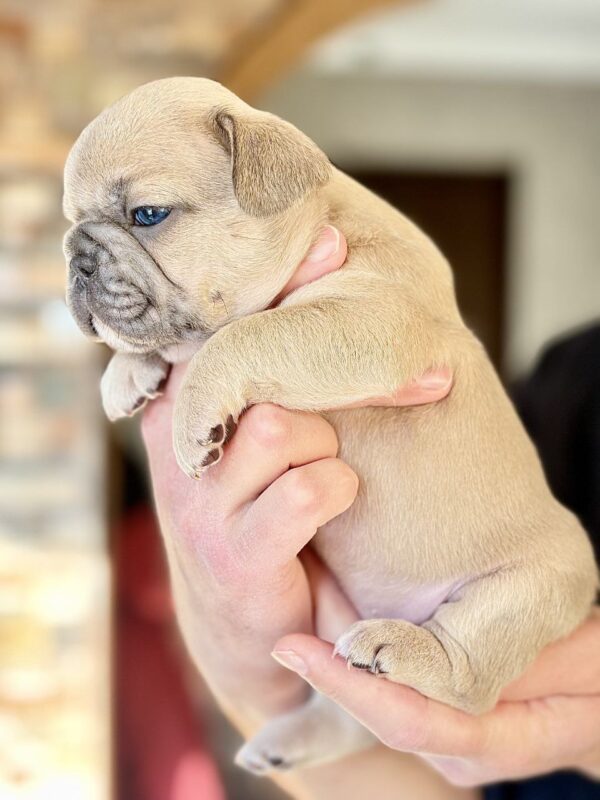 Winka French Bulldog Winka French Bulldog