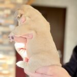 Winka-female-French-bulldog-puppy-for-sale-4