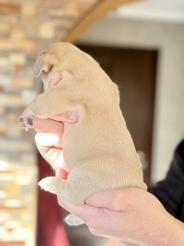 Winka French Bulldog Winka French Bulldog