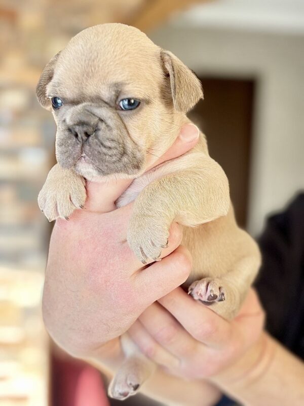 Winka French Bulldog Winka French Bulldog