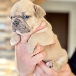 Winka-female-French-bulldog-puppy-for-sale-6