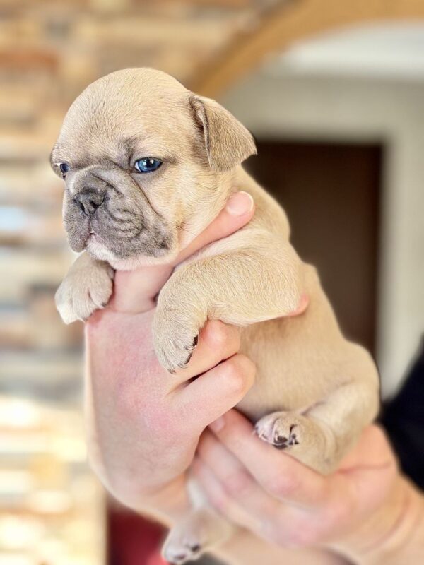 Winka French Bulldog Winka French Bulldog