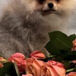 Yan-male-Pomeranian puppy-for-sale-1