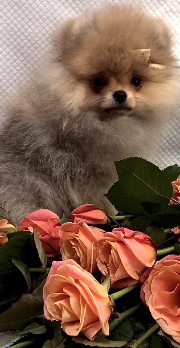 Yan Pomeranian Yan Pomeranian
