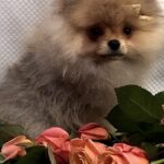 Yan-male-Pomeranian puppy-for-sale-2