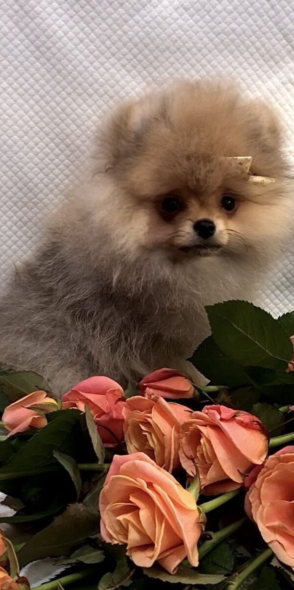Yan Pomeranian Yan Pomeranian