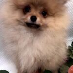 Yaromir-male-Pomeranian puppy-for-sale-1