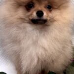 Yaromir-male-Pomeranian puppy-for-sale-2