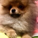 Yaromir-male-Pomeranian puppy-for-sale-3