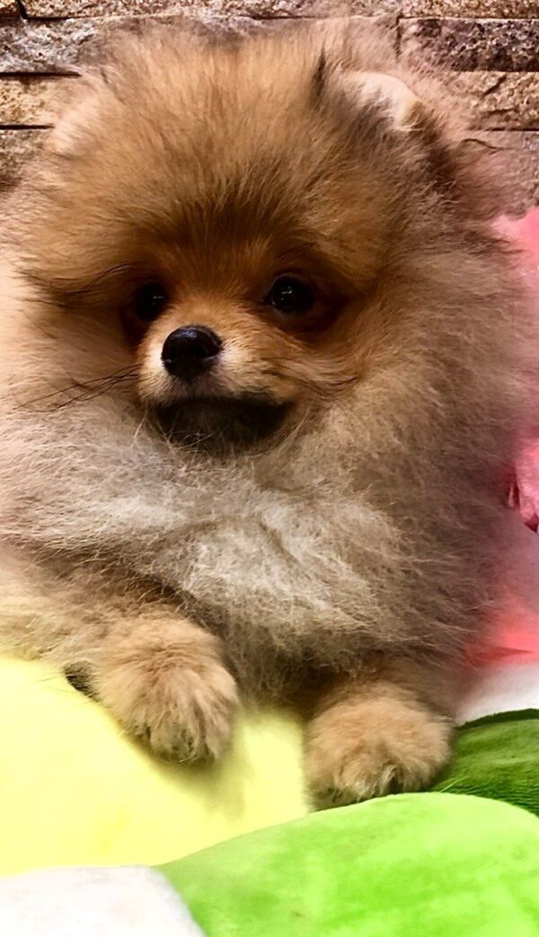 Yaromir Pomeranian Yaromir Pomeranian